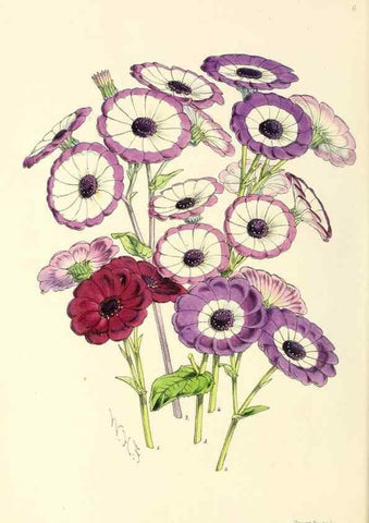 Reproducción/Reproduction 49797863072: The floral magazine;. London,L. Reeve & Co.. 