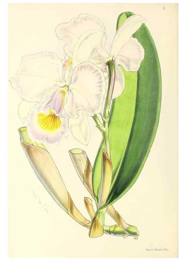 Reproducción/Reproduction 49797008218: The floral magazine;. London,L. Reeve & Co.. 