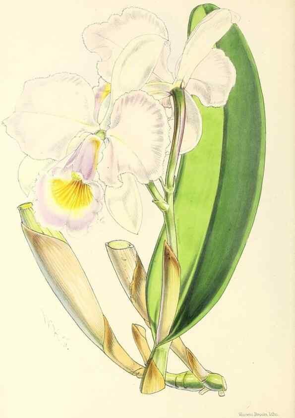 Reproducción/Reproduction 49797008218: The floral magazine;. London,L. Reeve & Co.. 