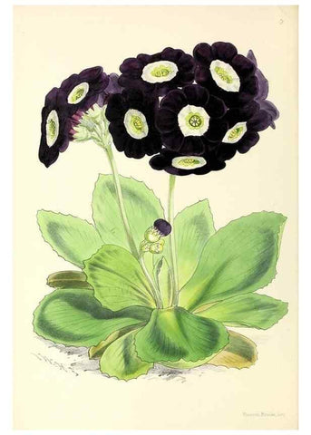 Reproducción/Reproduction 49797863982: The floral magazine;. London,L. Reeve & Co.. 