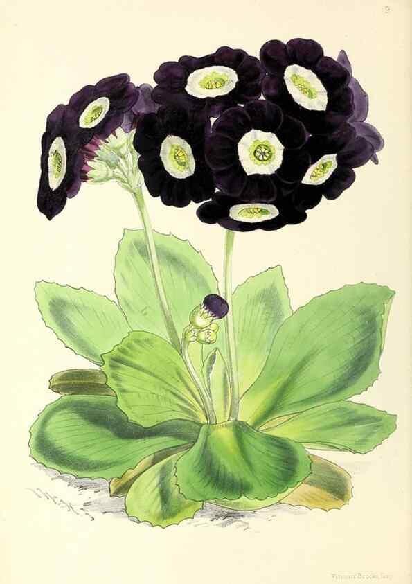 Reproducción/Reproduction 49797863982: The floral magazine;. London,L. Reeve & Co.. 