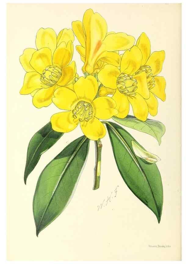 Reproducción/Reproduction 49797553986: The floral magazine;. London,L. Reeve & Co.. 