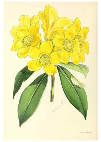 Reproducción/Reproduction 49797553986: The floral magazine;. London,L. Reeve & Co.. 