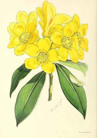 Reproducción/Reproduction 49797553986: The floral magazine;. London,L. Reeve & Co.. 