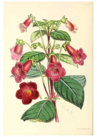Reproducción/Reproduction 49797864847: The floral magazine;. London,L. Reeve & Co.. 