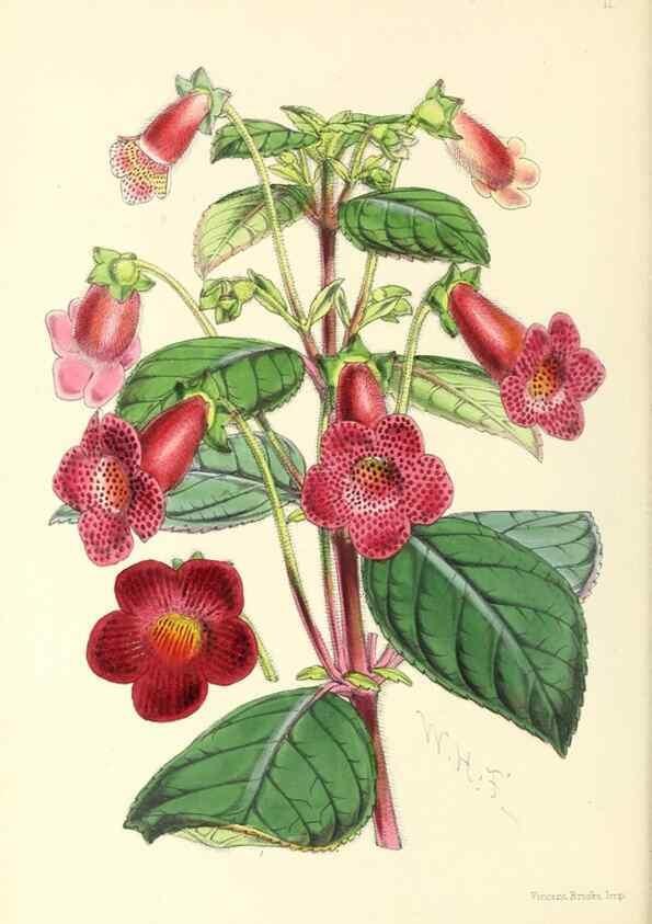 Reproducción/Reproduction 49797864847: The floral magazine;. London,L. Reeve & Co.. 