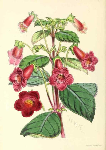 Reproducción/Reproduction 49797864847: The floral magazine;. London,L. Reeve & Co.. 