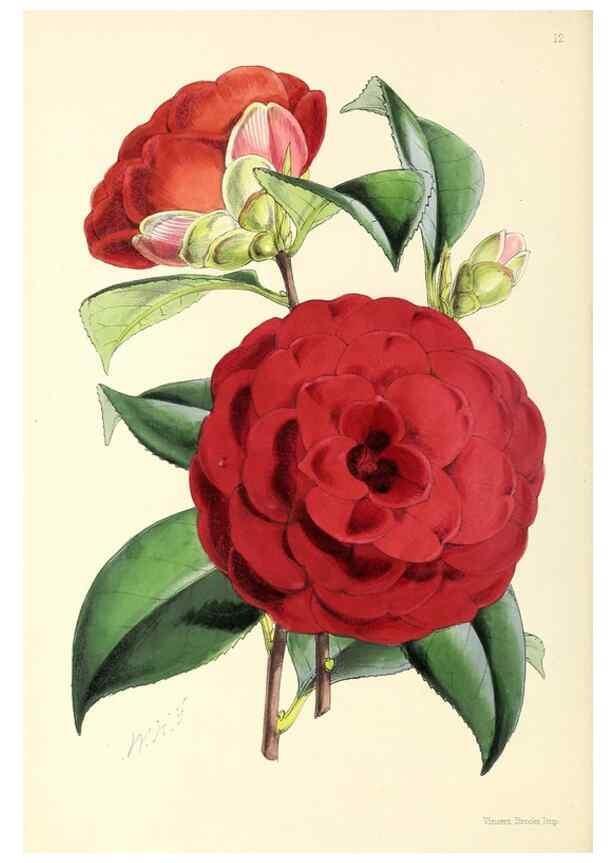 Reproducción/Reproduction 49797554671: The floral magazine;. London,L. Reeve & Co.. 