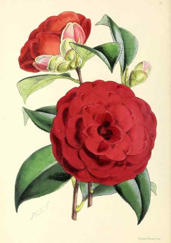 Reproducción/Reproduction 49797554671: The floral magazine;. London,L. Reeve & Co.. 