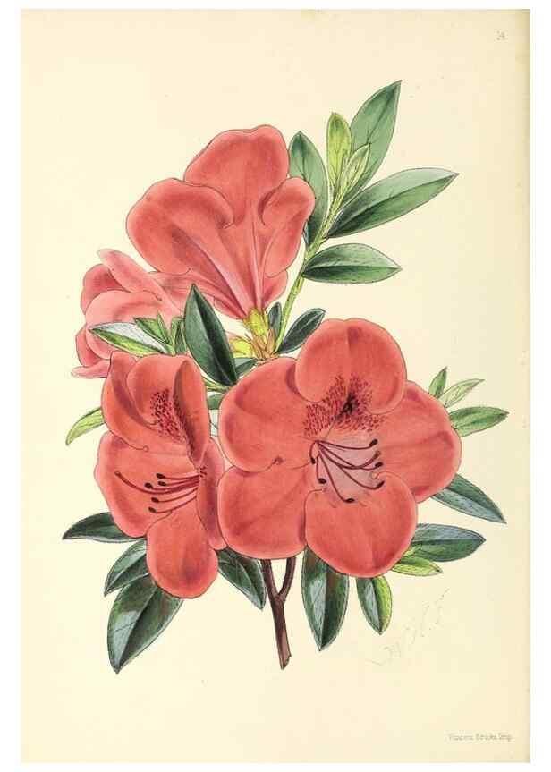 Reproducción/Reproduction 49797865897: The floral magazine;. London,L. Reeve & Co.. 