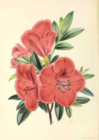 Reproducción/Reproduction 49797865897: The floral magazine;. London,L. Reeve & Co.. 