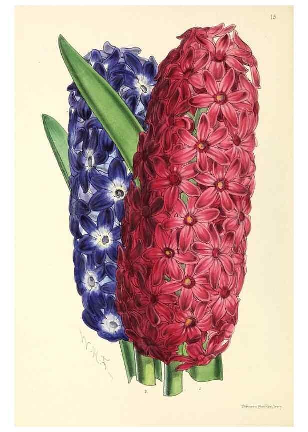 Reproducción/Reproduction 49797555911: The floral magazine;. London,L. Reeve & Co.. 