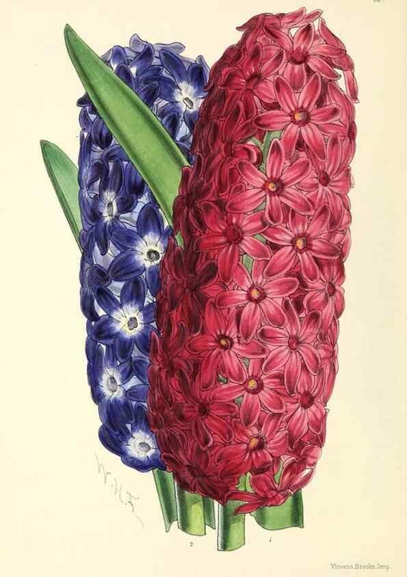 Reproducción/Reproduction 49797555911: The floral magazine;. London,L. Reeve & Co.. 