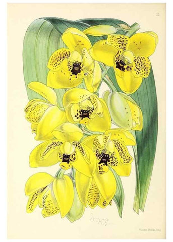 Reproducción/Reproduction 49797866557: The floral magazine;. London,L. Reeve & Co.. 