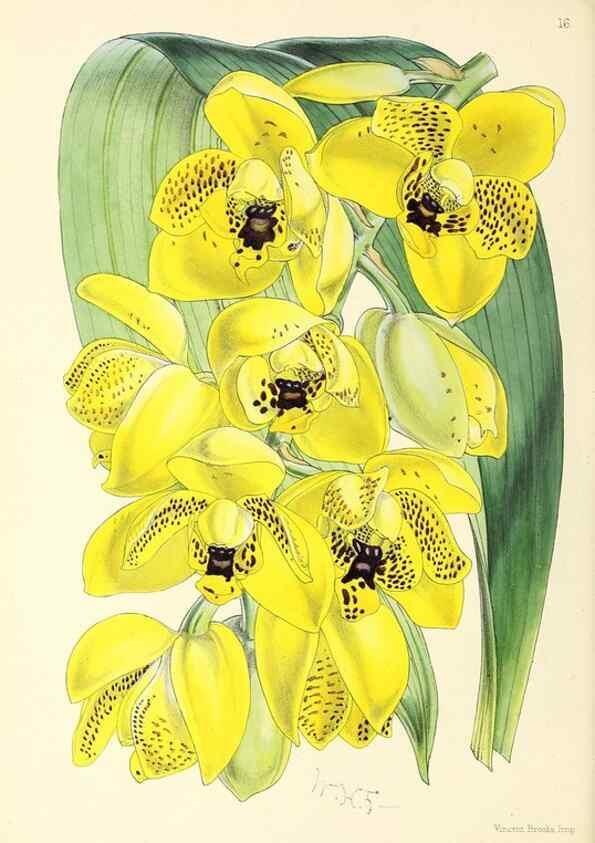Reproducción/Reproduction 49797866557: The floral magazine;. London,L. Reeve & Co.. 