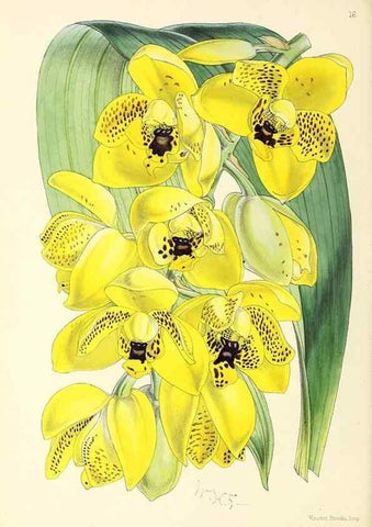 Reproducción/Reproduction 49797866557: The floral magazine;. London,L. Reeve & Co.. 