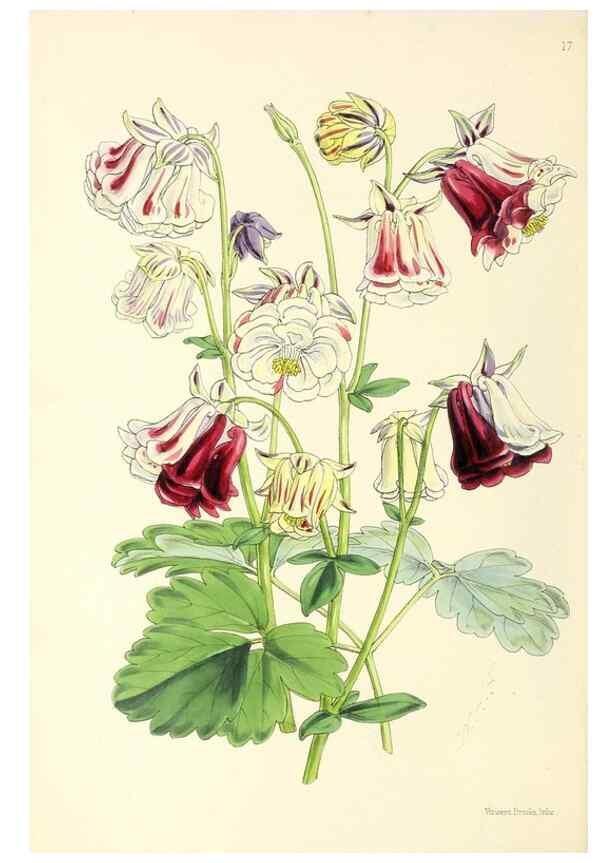 Reproducción/Reproduction 49797866867: The floral magazine;. London,L. Reeve & Co.. 