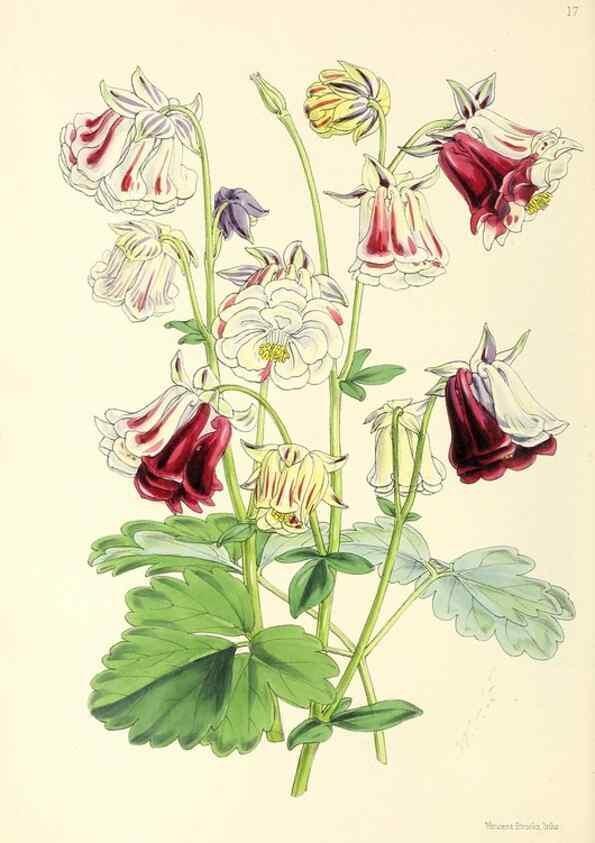 Reproducción/Reproduction 49797866867: The floral magazine;. London,L. Reeve & Co.. 