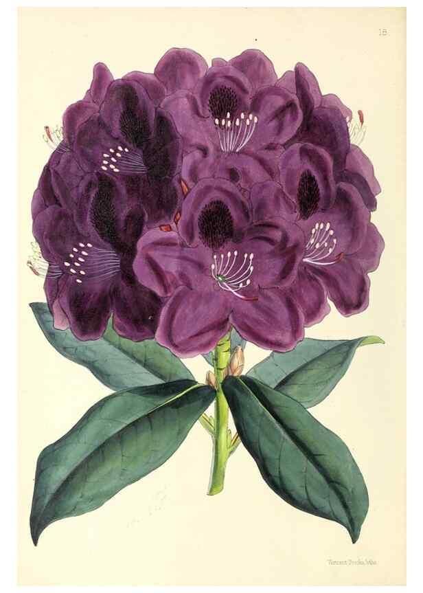 Reproducción/Reproduction 49797867237: The floral magazine;. London,L. Reeve & Co.. 