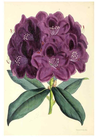 Reproducción/Reproduction 49797867237: The floral magazine;. London,L. Reeve & Co.. 