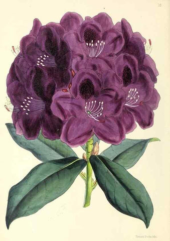 Reproducción/Reproduction 49797867237: The floral magazine;. London,L. Reeve & Co.. 
