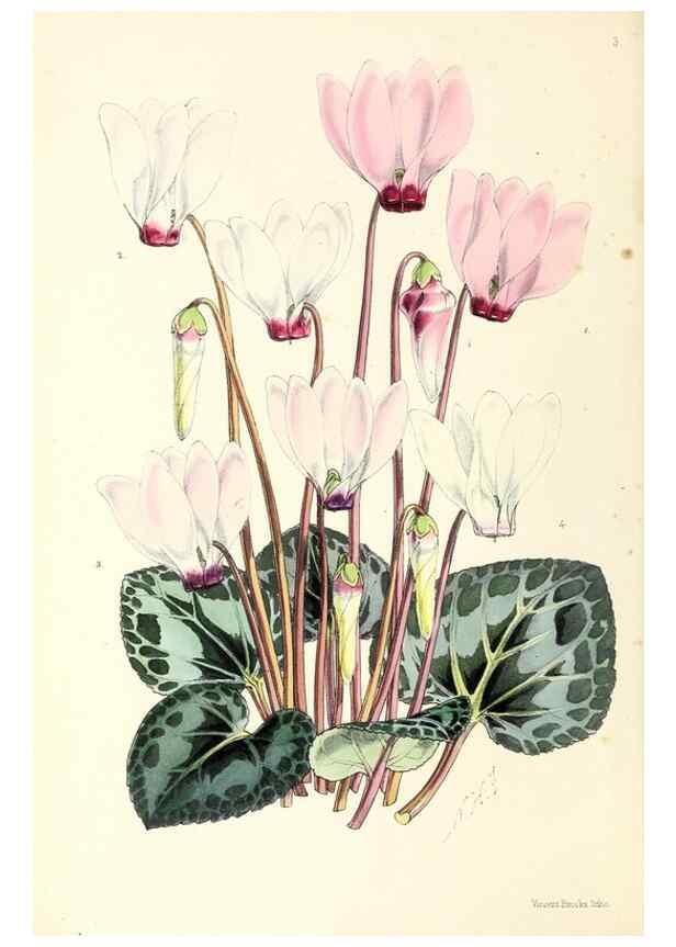 Reproducción/Reproduction 49797006458: The floral magazine;. London,L. Reeve & Co.. 