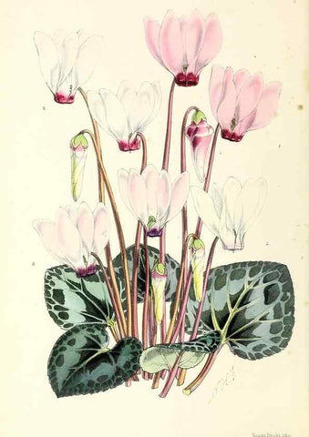 Reproducción/Reproduction 49797006458: The floral magazine;. London,L. Reeve & Co.. 
