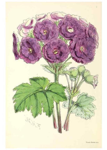 Reproducción/Reproduction 49797551411: The floral magazine;. London,L. Reeve & Co.. 