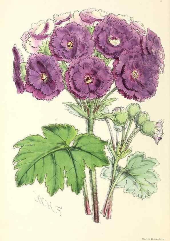 Reproducción/Reproduction 49797551411: The floral magazine;. London,L. Reeve & Co.. 