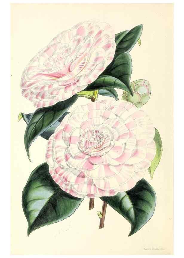 Reproducción/Reproduction 49797861347: The floral magazine;. London,L. Reeve & Co.. 