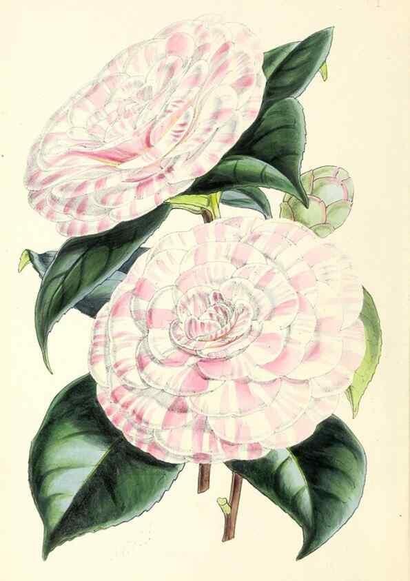 Reproducción/Reproduction 49797861347: The floral magazine;. London,L. Reeve & Co.. 