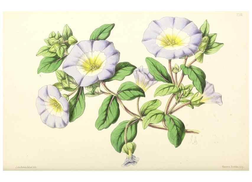 Reproducción/Reproduction 49796928743: The floral magazine;. London,L. Reeve & Co.. 