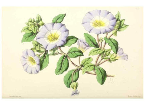 Reproducción/Reproduction 49796928743: The floral magazine;. London,L. Reeve & Co.. 