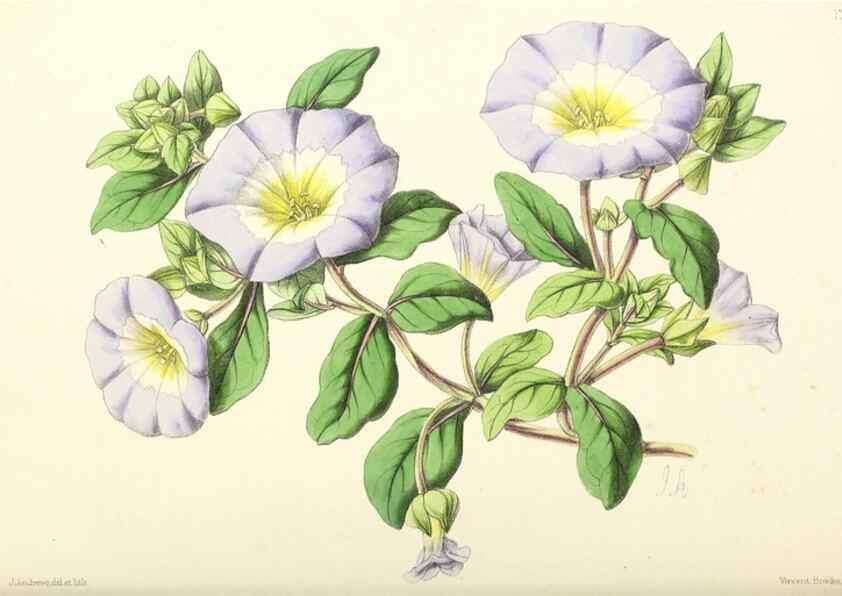 Reproducción/Reproduction 49796928743: The floral magazine;. London,L. Reeve & Co.. 