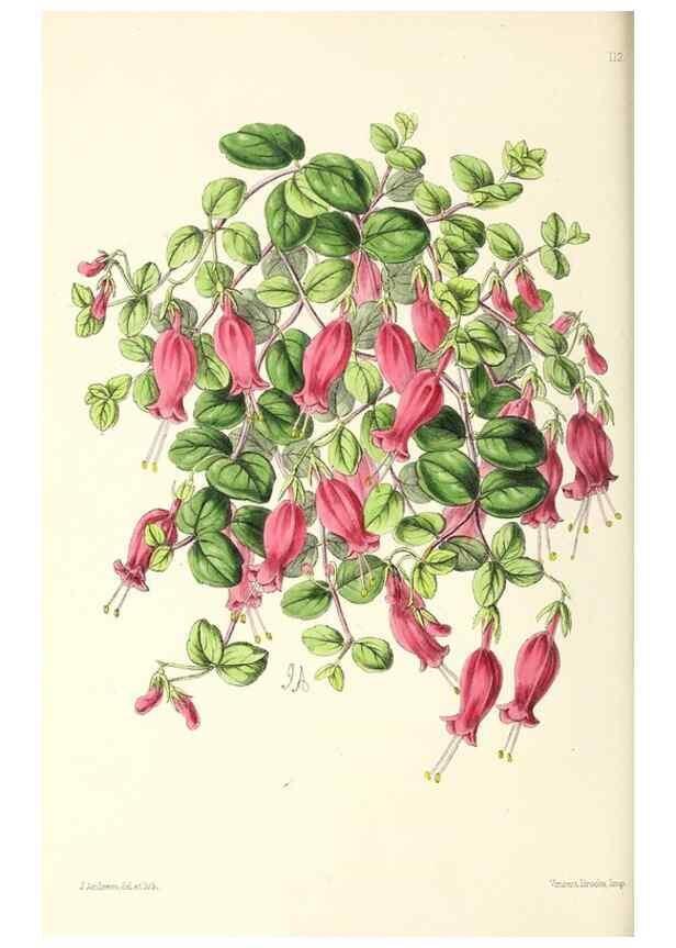 Reproducción/Reproduction 49796923673: The floral magazine;. London,L. Reeve & Co.. 