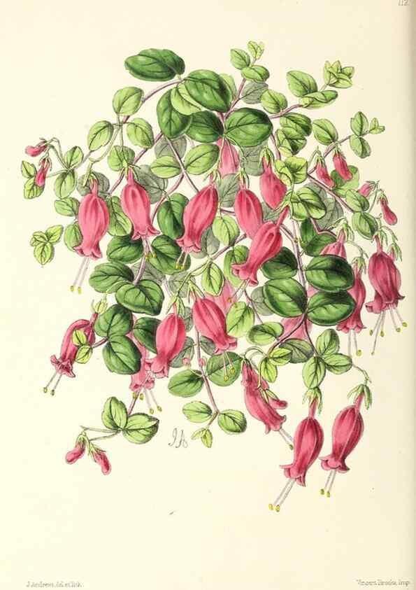 Reproducción/Reproduction 49796923673: The floral magazine;. London,L. Reeve & Co.. 