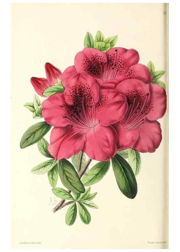 Reproducción/Reproduction 49797468381: The floral magazine;. London,L. Reeve & Co.. 