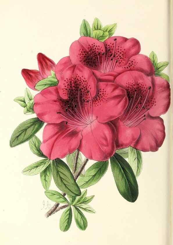 Reproducción/Reproduction 49797468381: The floral magazine;. London,L. Reeve & Co.. 