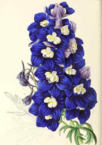 Reproducción/Reproduction 49796924333: The floral magazine;. London,L. Reeve & Co.. 