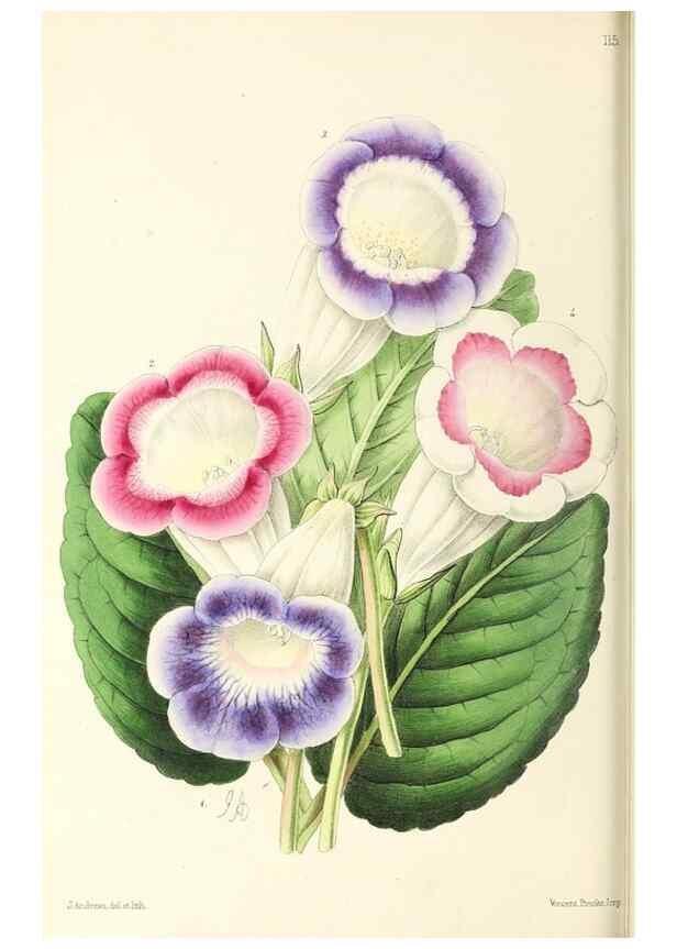 Reproducción/Reproduction 49797468976: The floral magazine;. London,L. Reeve & Co.. 