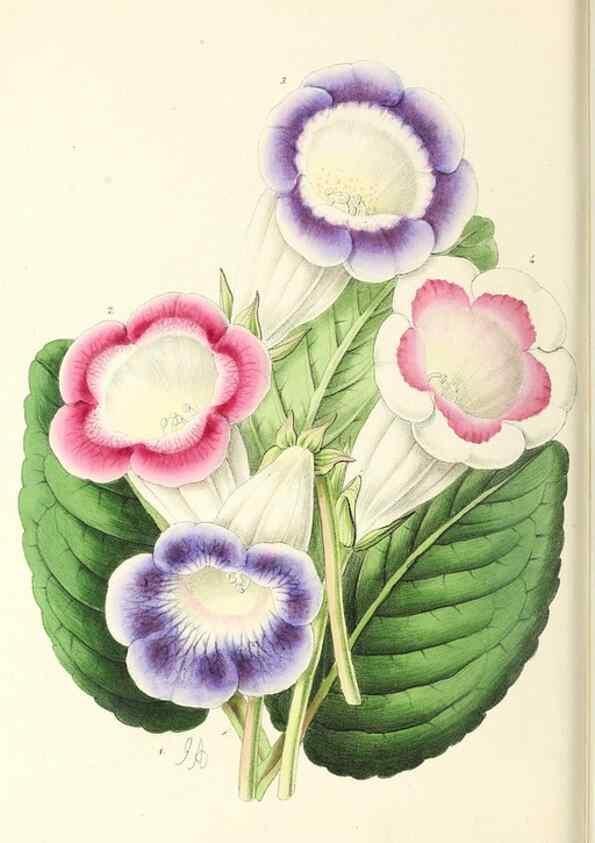 Reproducción/Reproduction 49797468976: The floral magazine;. London,L. Reeve & Co.. 
