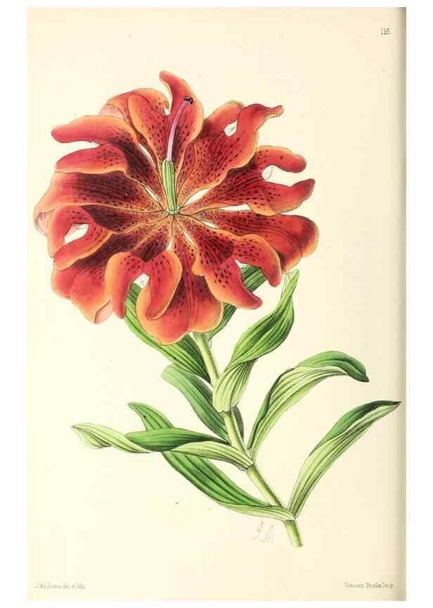 Reproducción/Reproduction 49796924928: The floral magazine;. London,L. Reeve & Co.. 