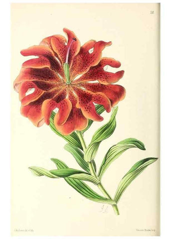 Reproducción/Reproduction 49796924928: The floral magazine;. London,L. Reeve & Co.. 