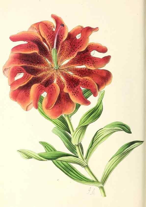 Reproducción/Reproduction 49796924928: The floral magazine;. London,L. Reeve & Co.. 