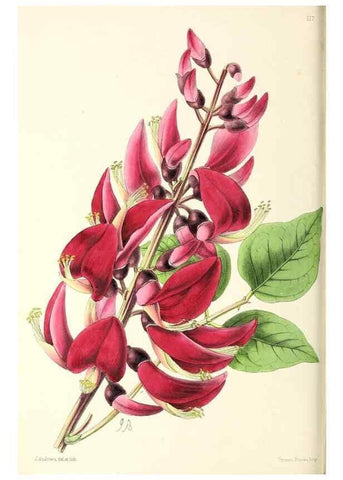 Reproducción/Reproduction 49797469766: The floral magazine;. London,L. Reeve & Co.. 