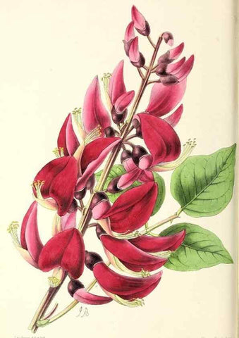 Reproducción/Reproduction 49797469766: The floral magazine;. London,L. Reeve & Co.. 