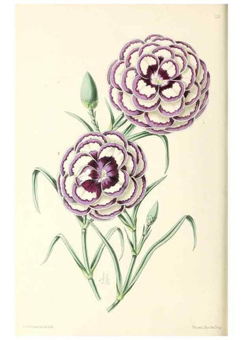Reproducción/Reproduction 49796925683: The floral magazine;. London,L. Reeve & Co.. 
