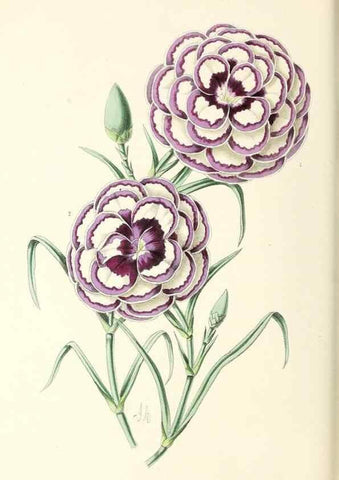 Reproducción/Reproduction 49796925683: The floral magazine;. London,L. Reeve & Co.. 