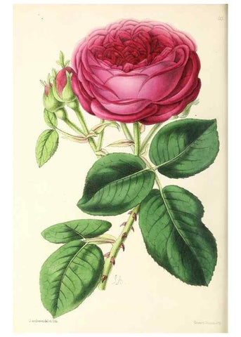 Reproducción/Reproduction 49797777632: The floral magazine;. London,L. Reeve & Co.. 