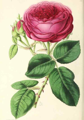 Reproducción/Reproduction 49797777632: The floral magazine;. London,L. Reeve & Co.. 